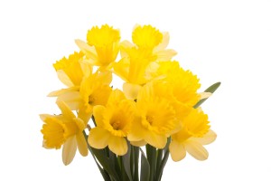 yellow-daffodils-2